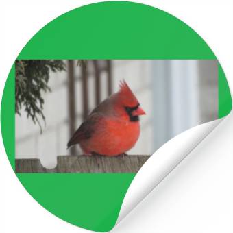 Discover Brilliant Cardinal Bird 2 Stickers