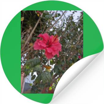 Discover Hibiscus Stickers