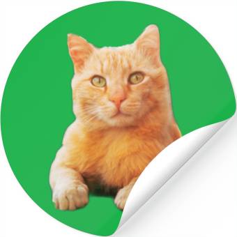 Discover Orange Cat Stickers