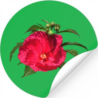 Discover Dark Pink Hibiscus Stickers