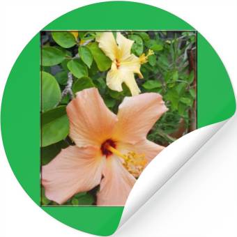 Discover Hibiscus 5 Stickers