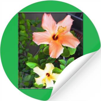 Discover Hibiscus 4 Stickers