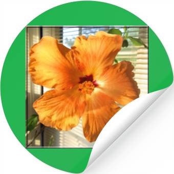 Discover Hibiscus 3 Stickers