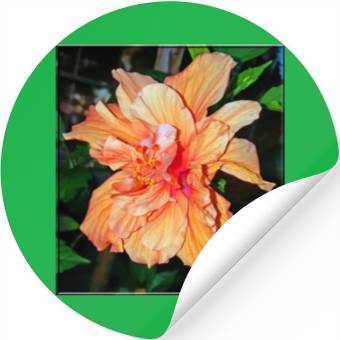 Discover Hibiscus 1 Stickers