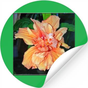 Discover Hibiscus 2 Stickers