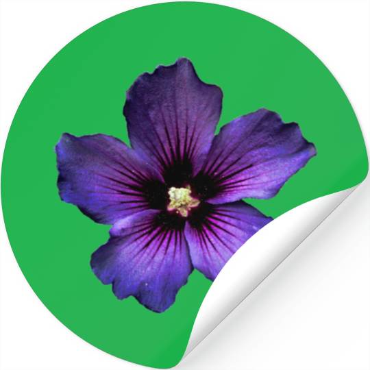 blue hibiscus Stickers