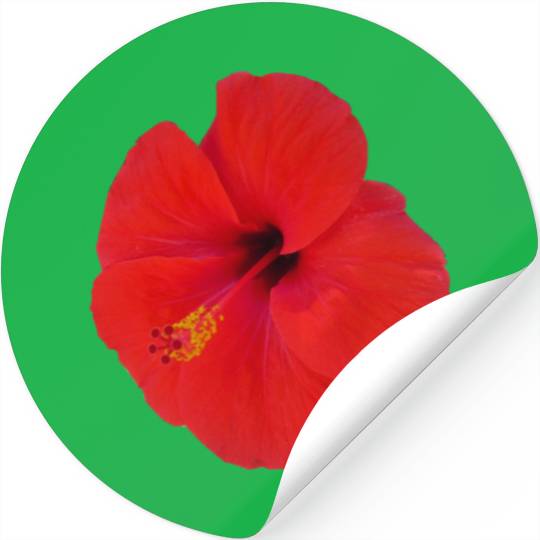 red hibiscus Stickers
