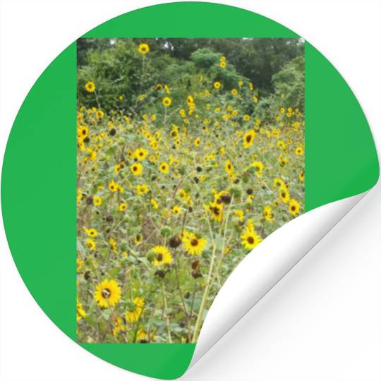 My Photography - Swamp Sunflowers in Texas Stickers