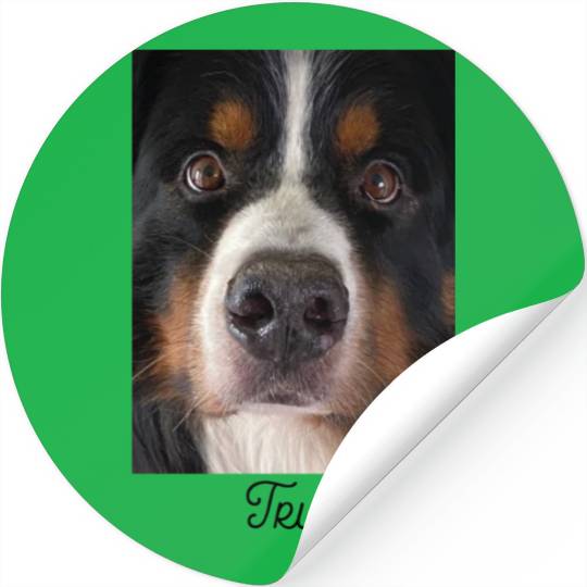 Bernese Mountain Dog Stickers
