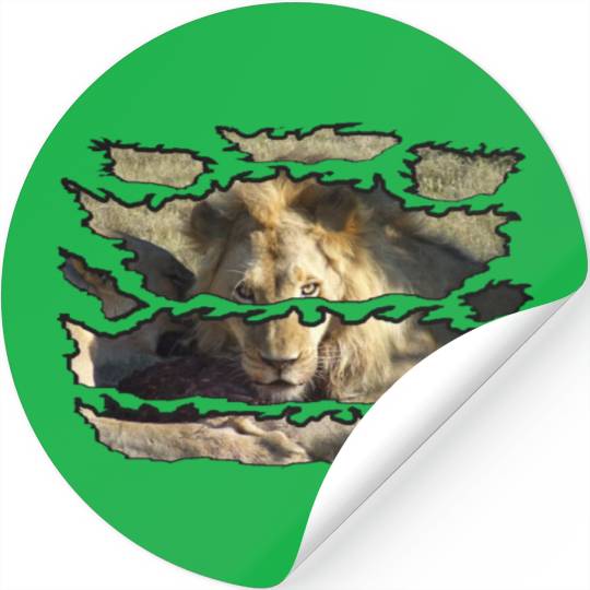 Ripped Wildlife Lion Stare Stickers