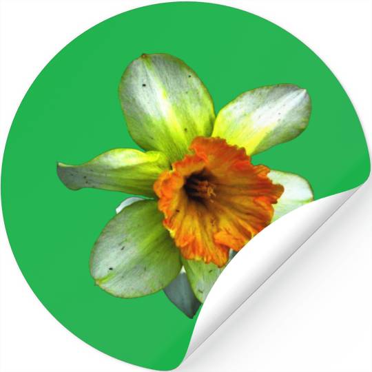Blooming spring daffodil Stickers