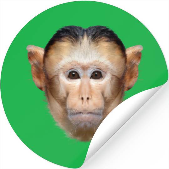 Capuchin Monkey Face Stickers