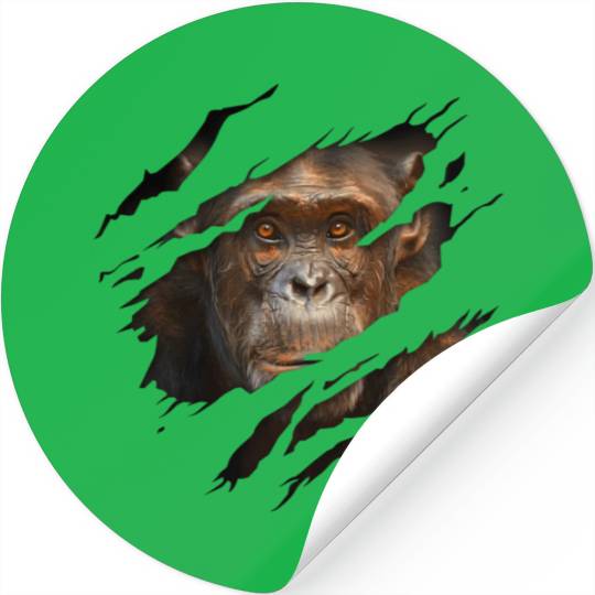 Torn Monkey Face Torn Monkey Face Torn Stickers