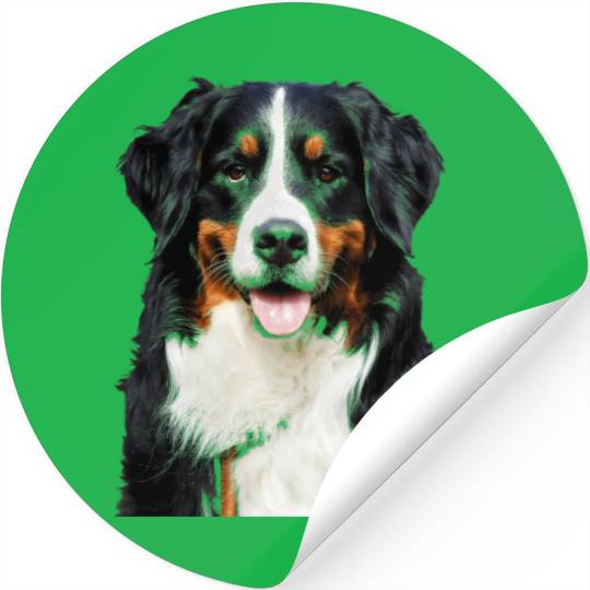 Portrait Of Bernese Mountain Dog Stickers