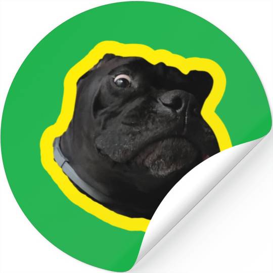 Crazy Cane Corso Stickers