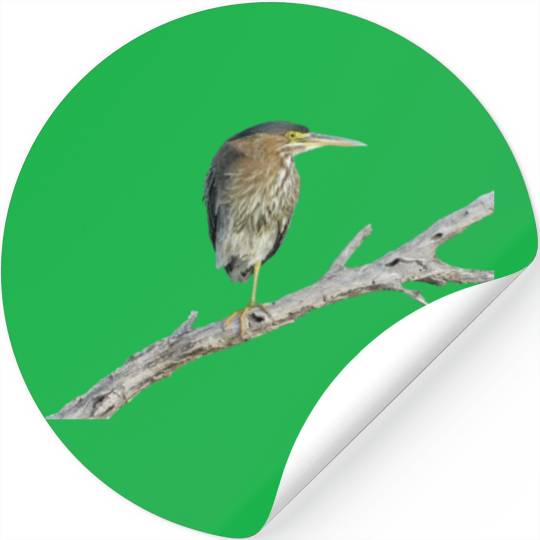 Green Heron Stickers
