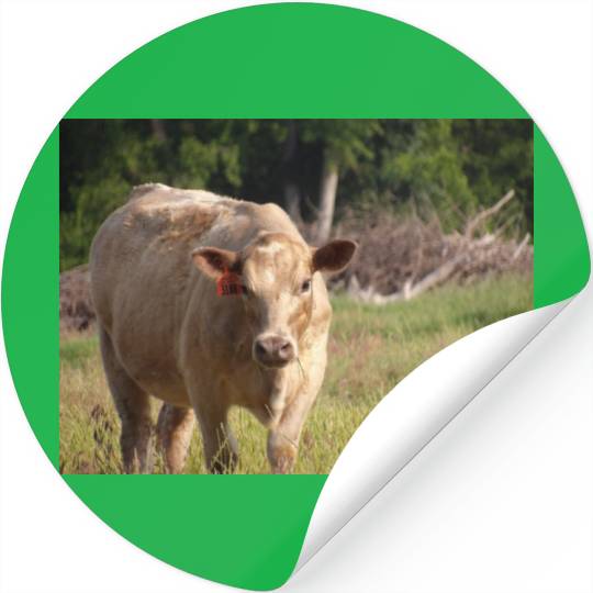 Cow Stickers