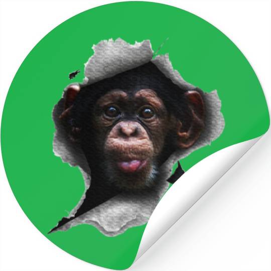 Chimp, Monkey Lover, Chimpanzee, Monkey Stickers