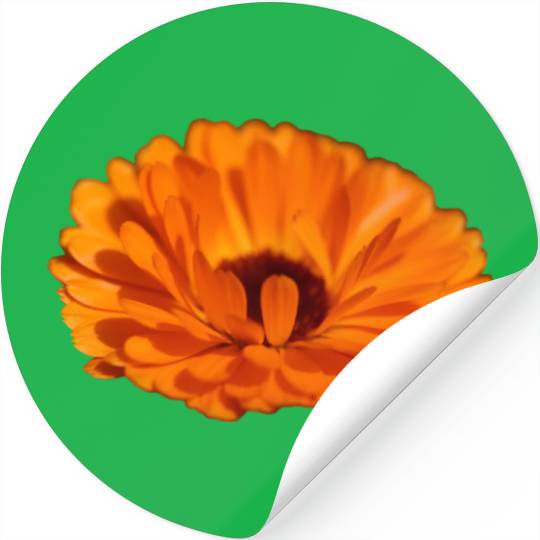 orange flower marigold Stickers