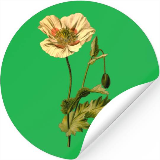Opium poppy (detailed) Stickers