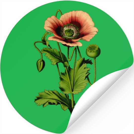 Opium poppy 4 Stickers